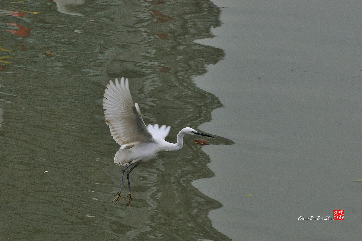 拍鹭纪实【108】