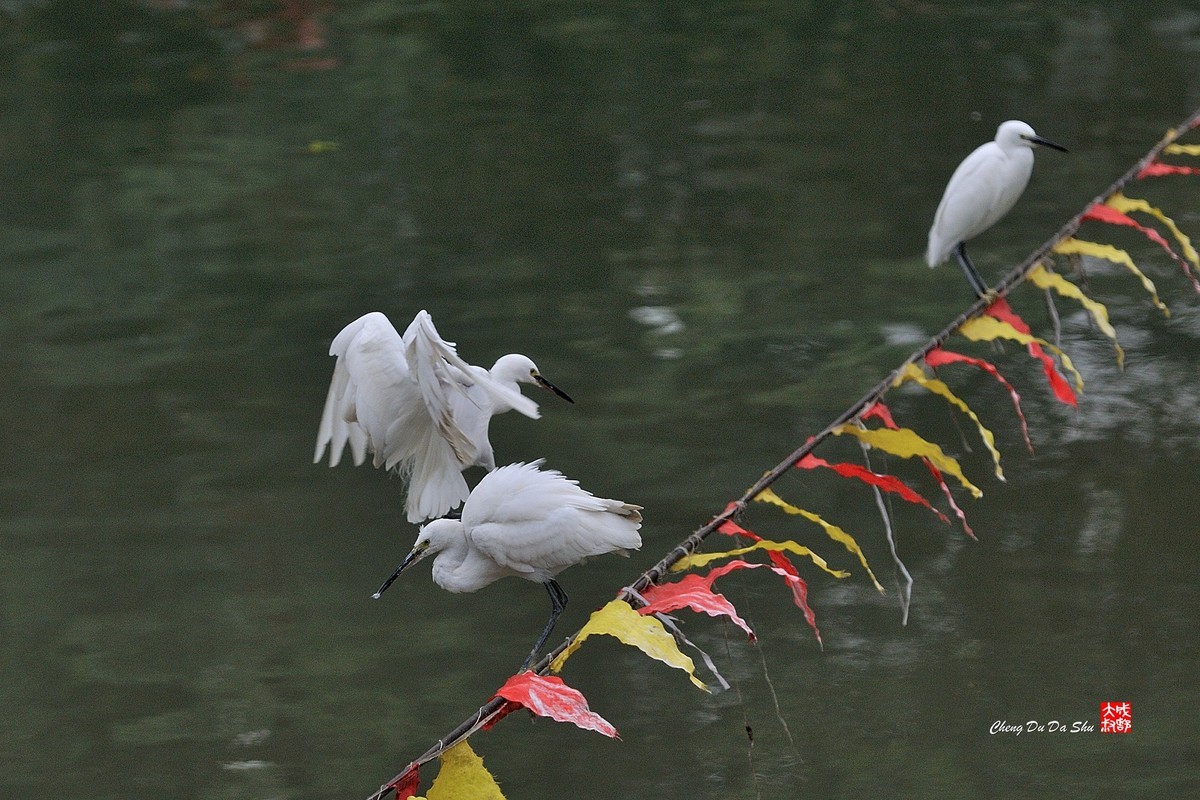 拍鹭纪实【108】