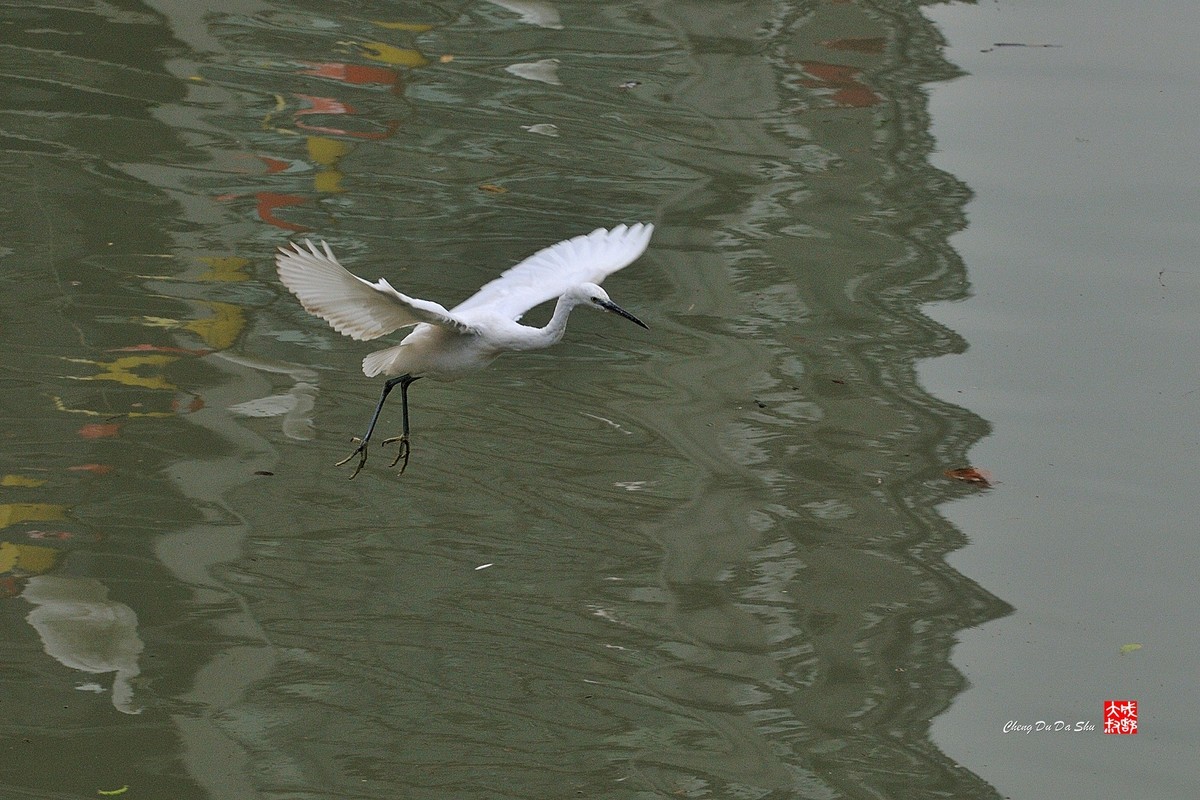 拍鹭纪实【108】