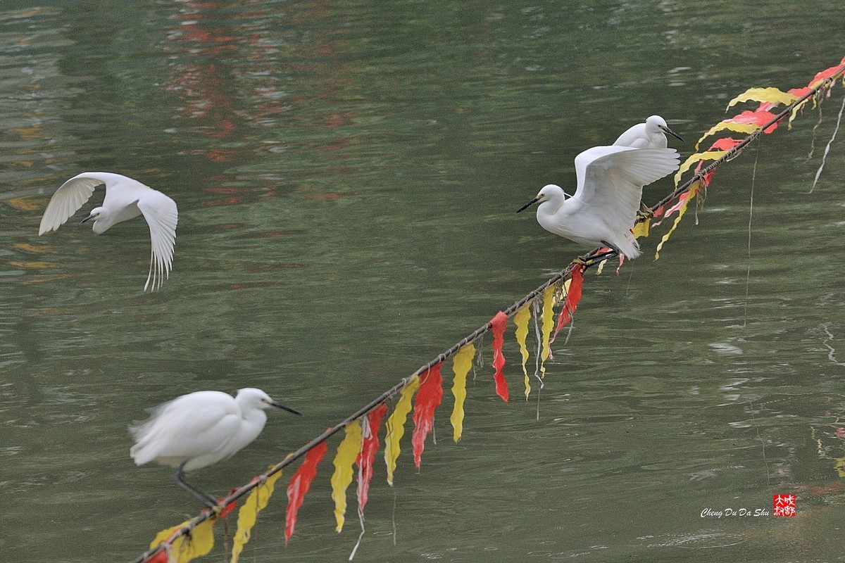 拍鹭纪实【108】