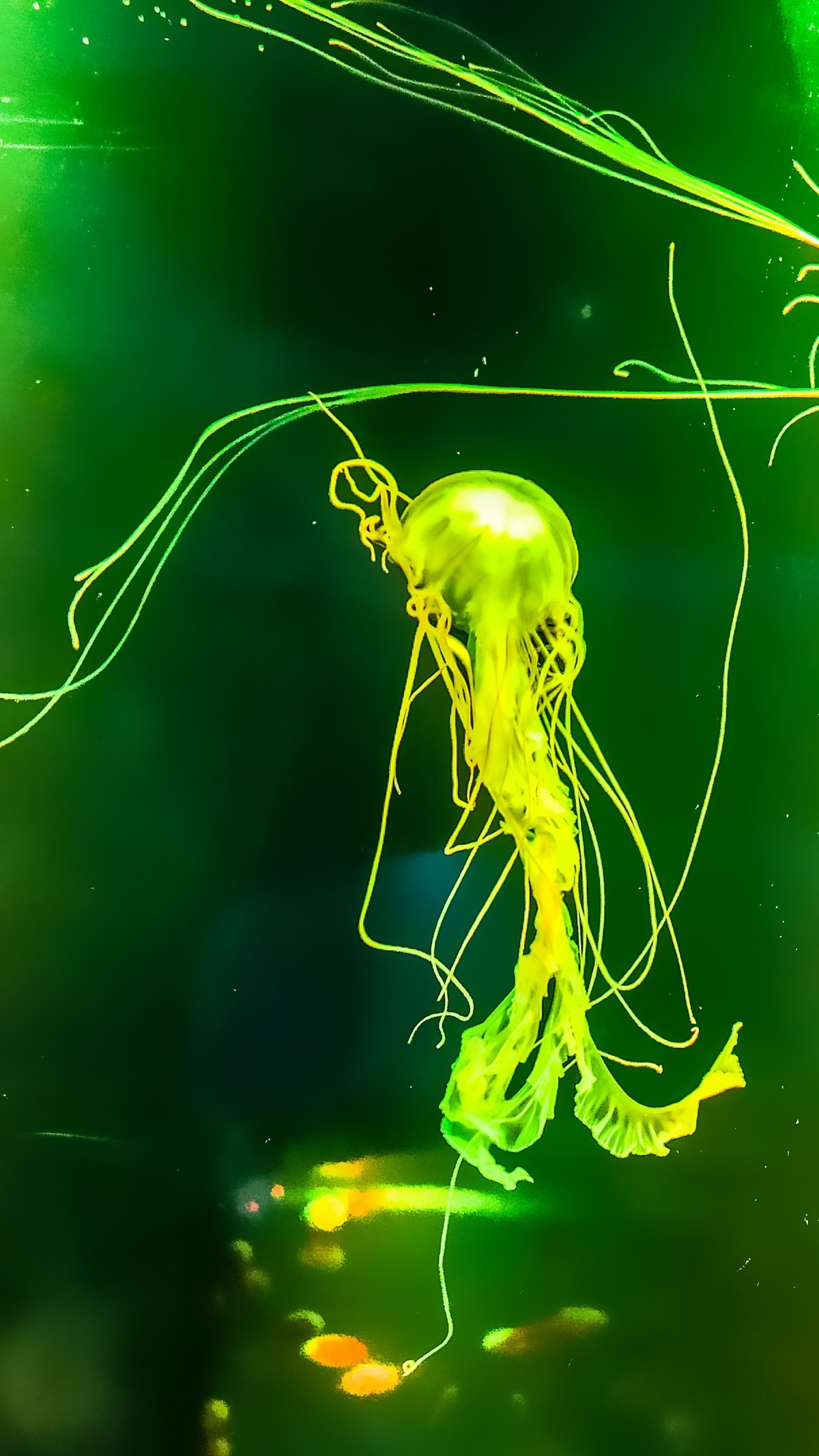 水母手机摄影