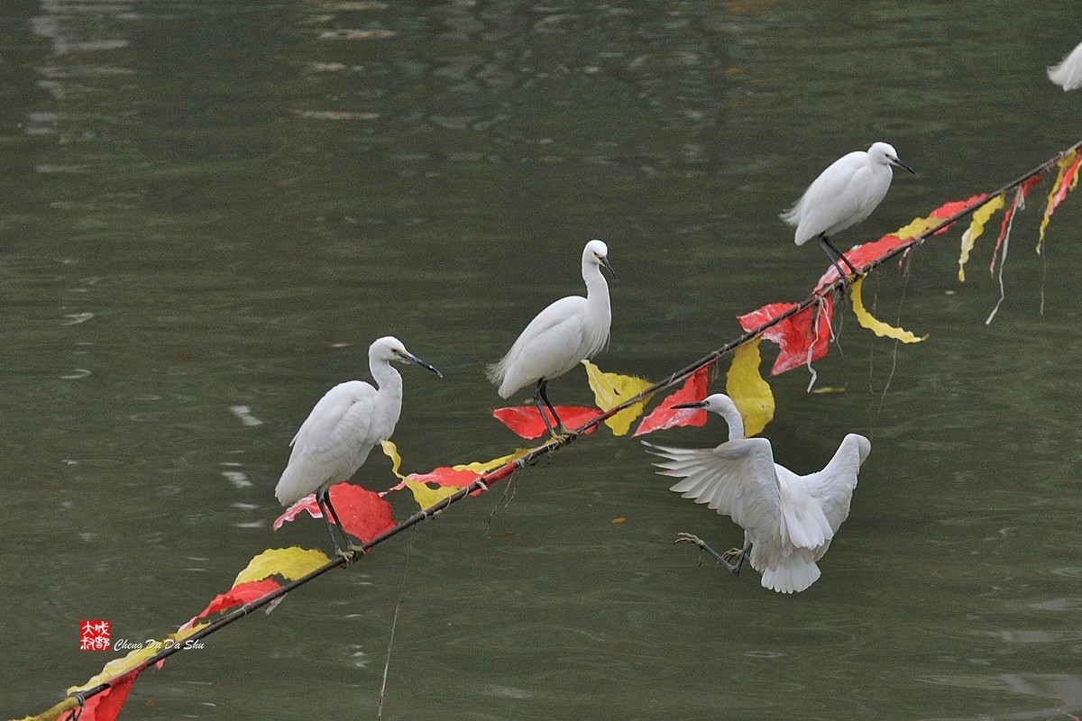 拍鹭纪实【108】