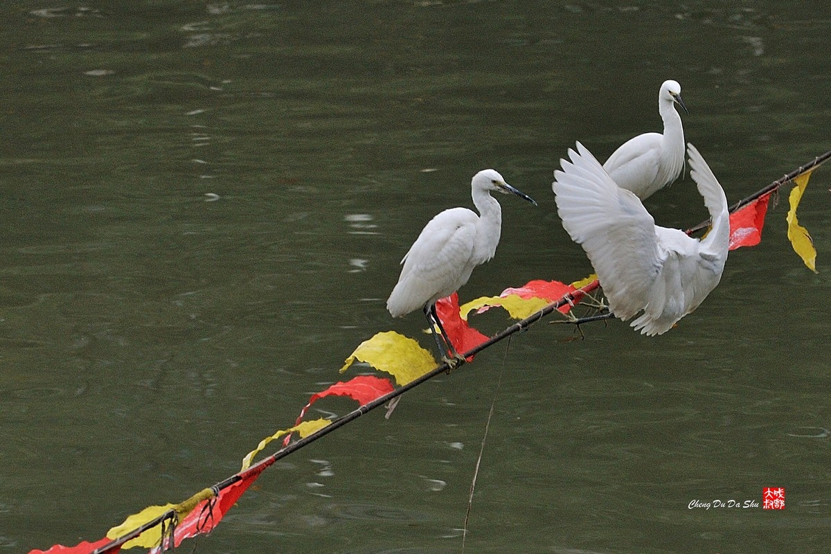 拍鹭纪实【108】