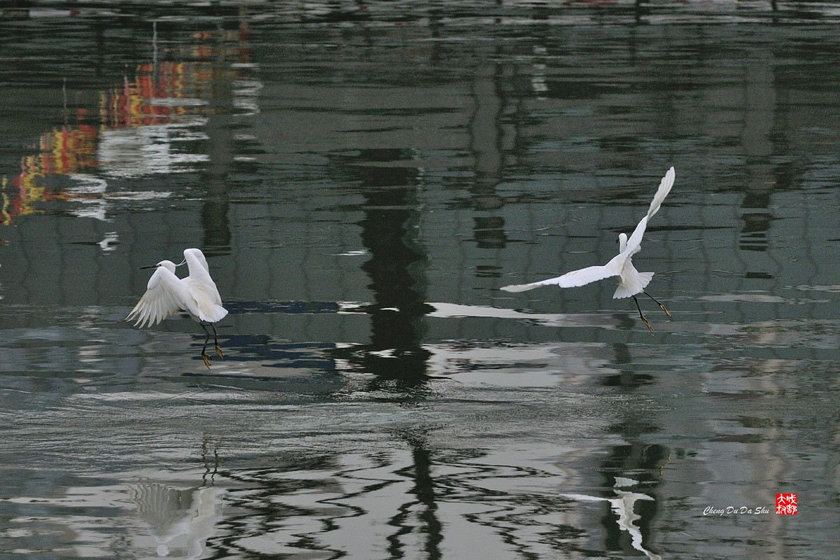 拍鹭纪实【108】