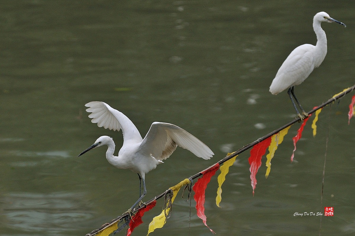 拍鹭纪实【108】