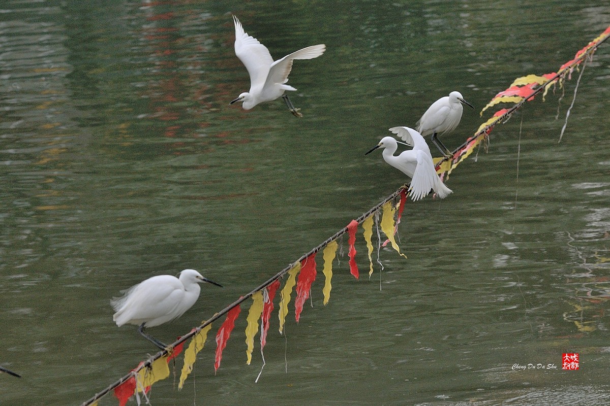 拍鹭纪实【108】