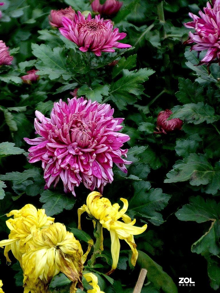 金秋赏菊-3