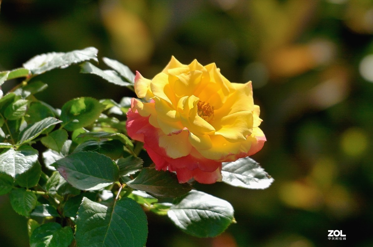 月季花