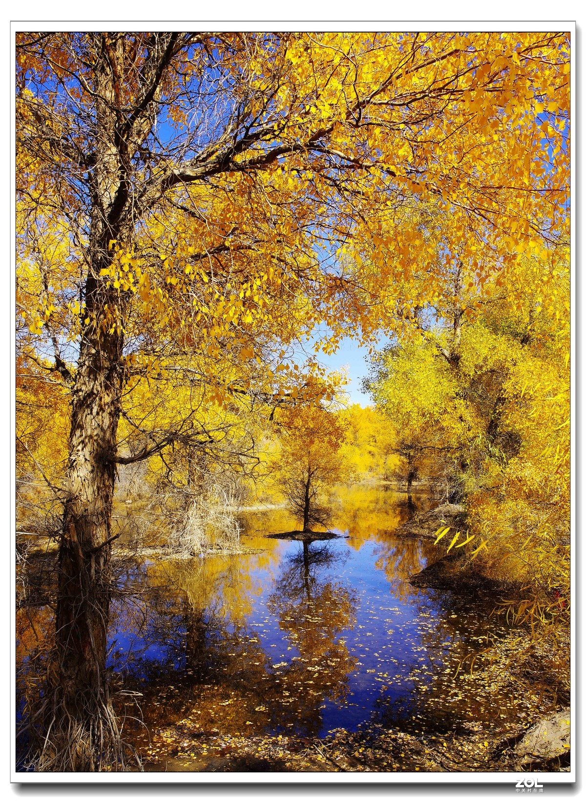 甘肃--金塔胡杨林【四】