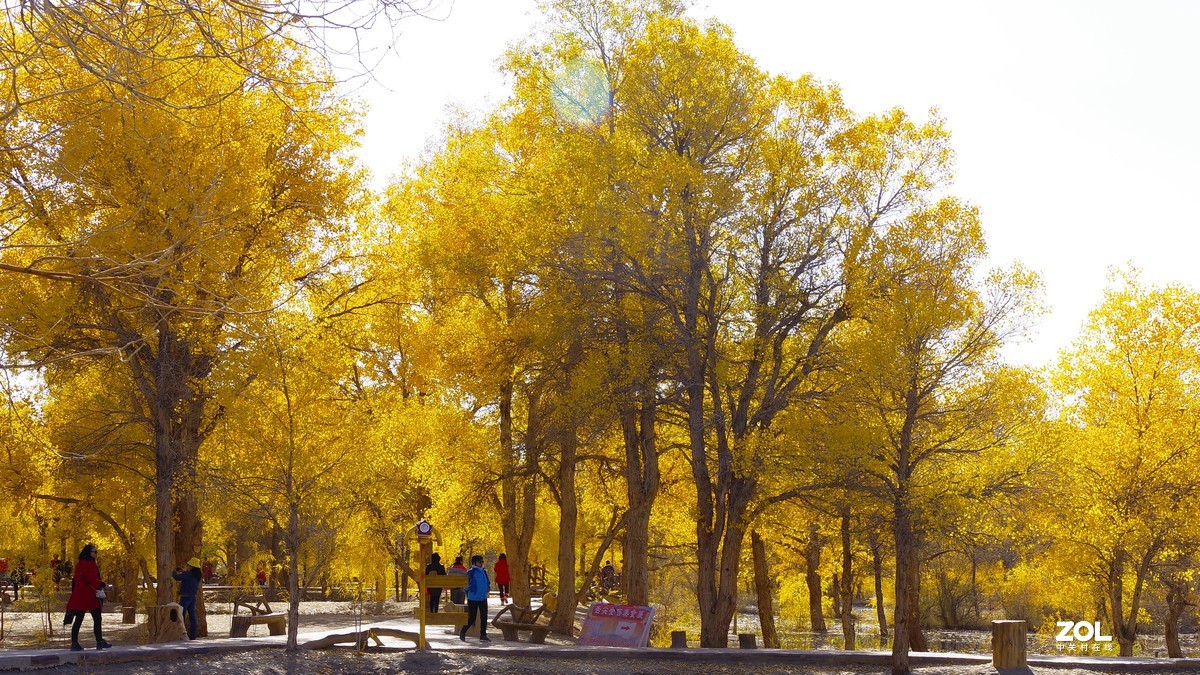 甘肃--金塔胡杨林【四】