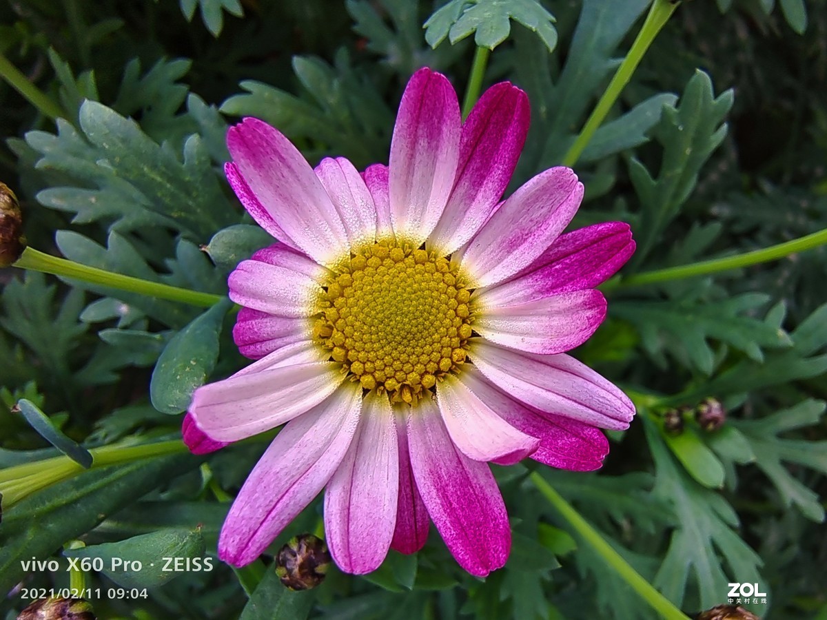 2021年摄影花卉一19