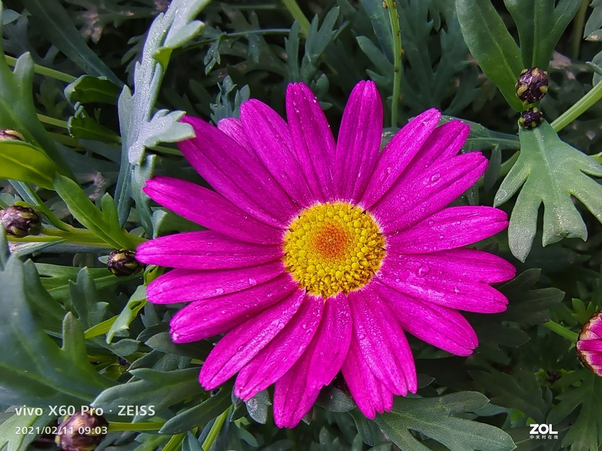 2021年摄影花卉一19