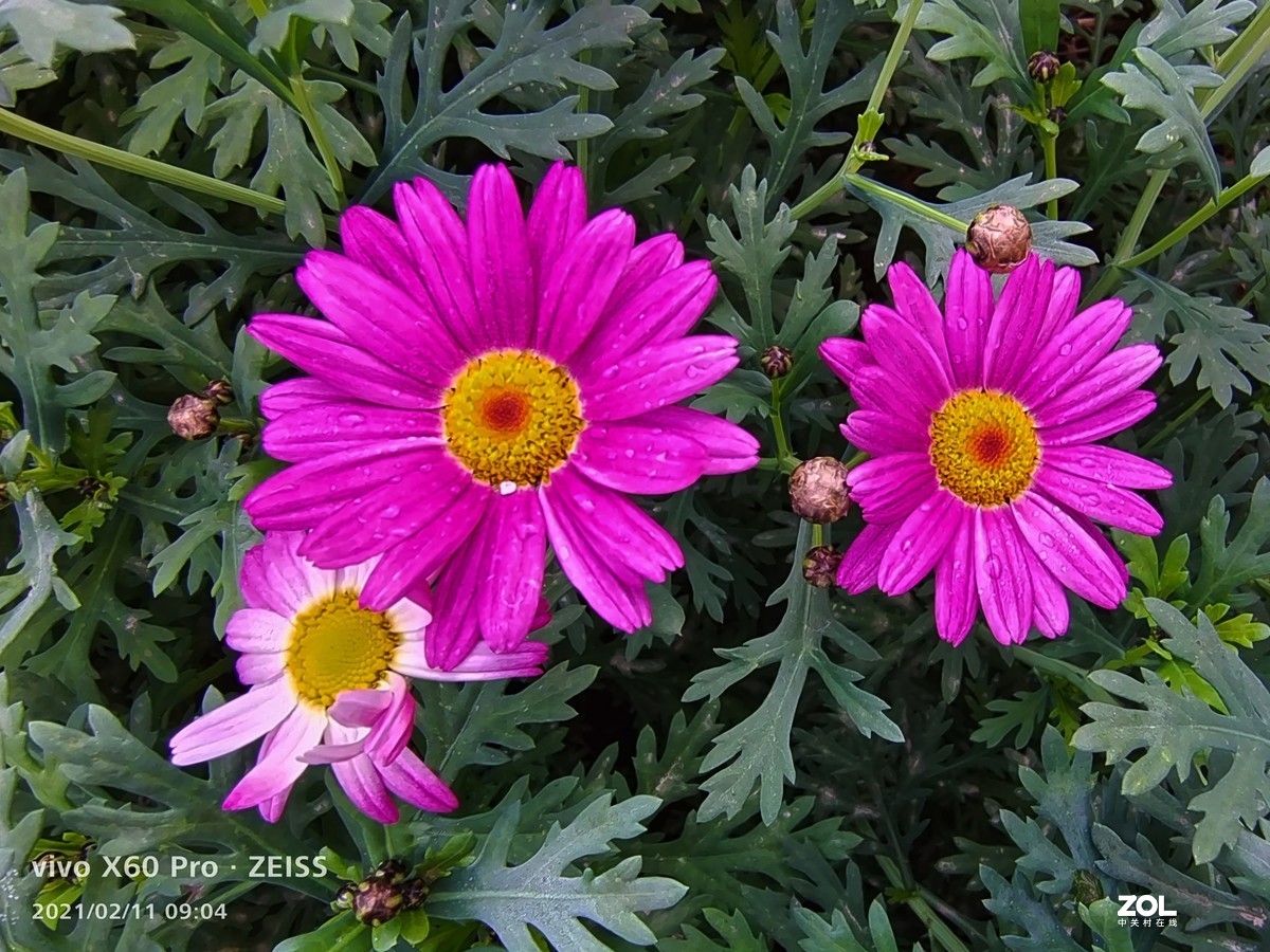 2021年摄影花卉一19