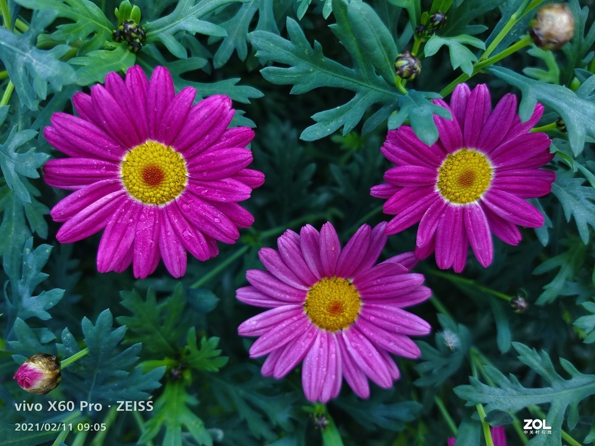 2021年摄影花卉一19