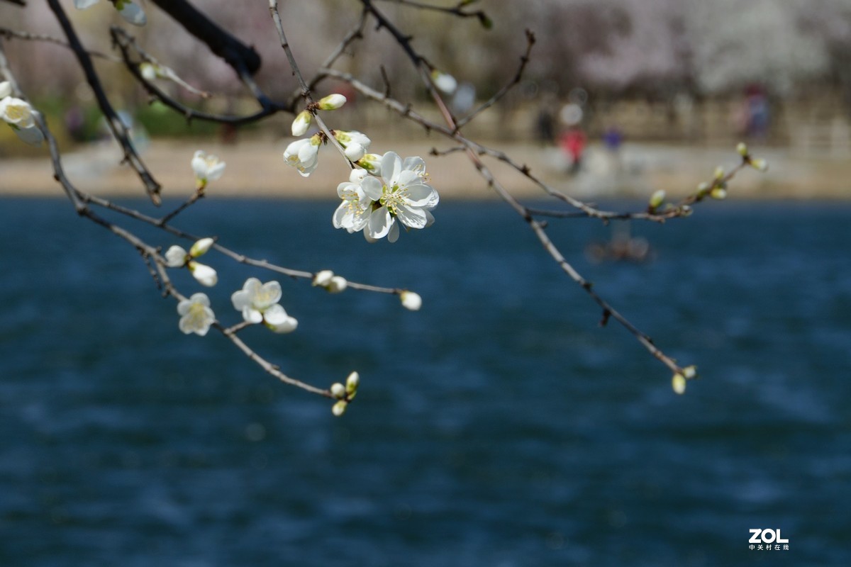 桃花溪边找寻春的信息