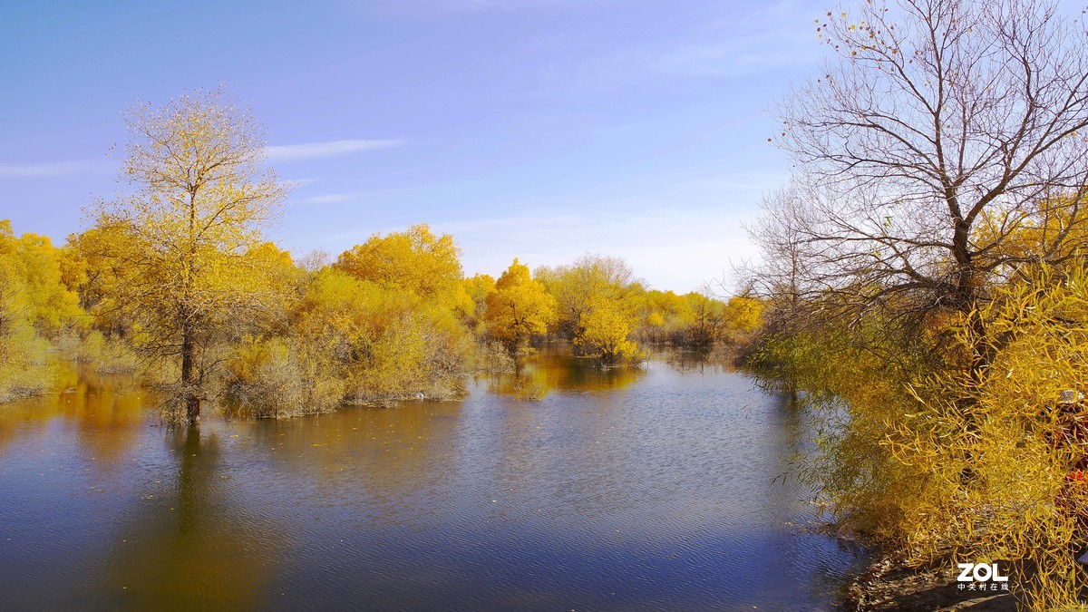 甘肃--金塔胡杨林【四】