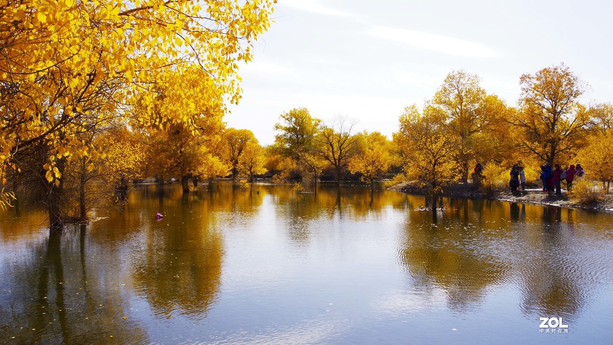 甘肃--金塔胡杨林【四】