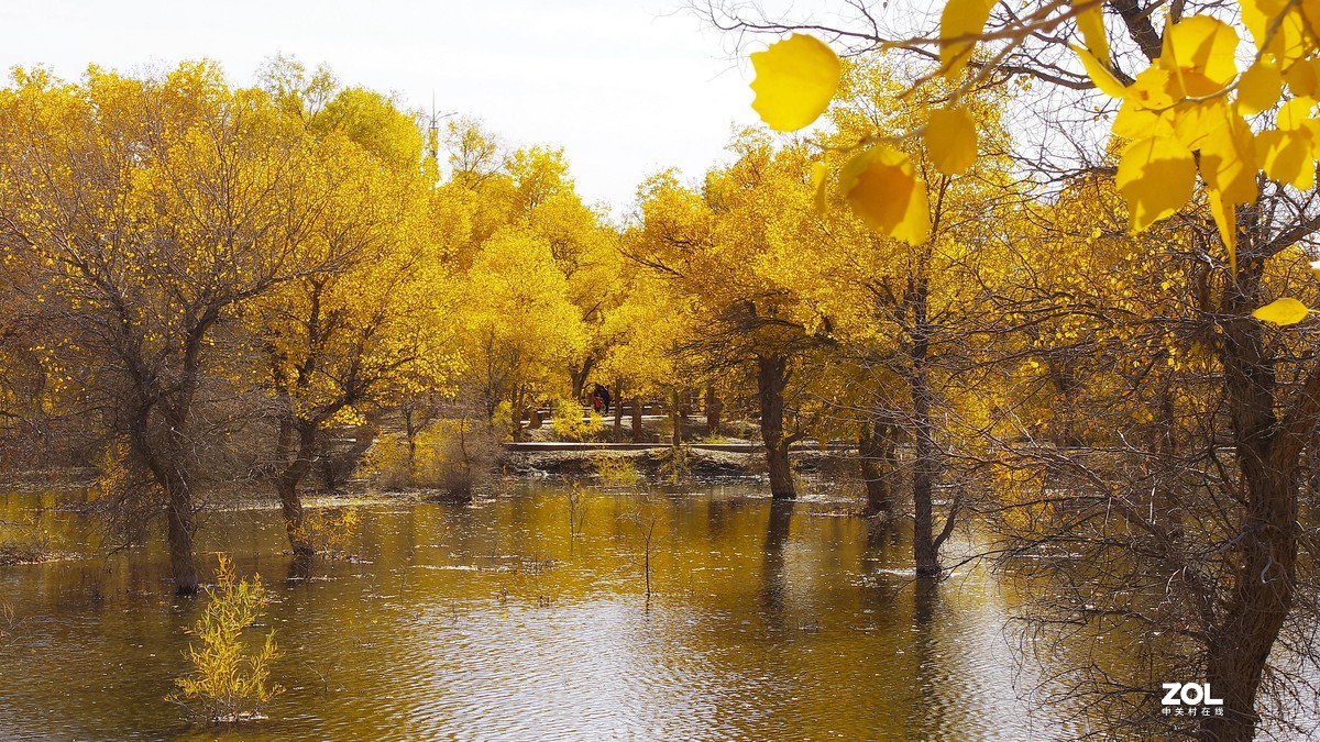 甘肃--金塔胡杨林【四】