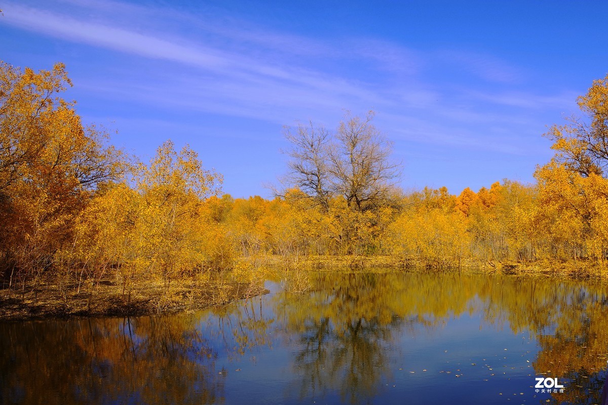 甘肃--金塔胡杨林【四】