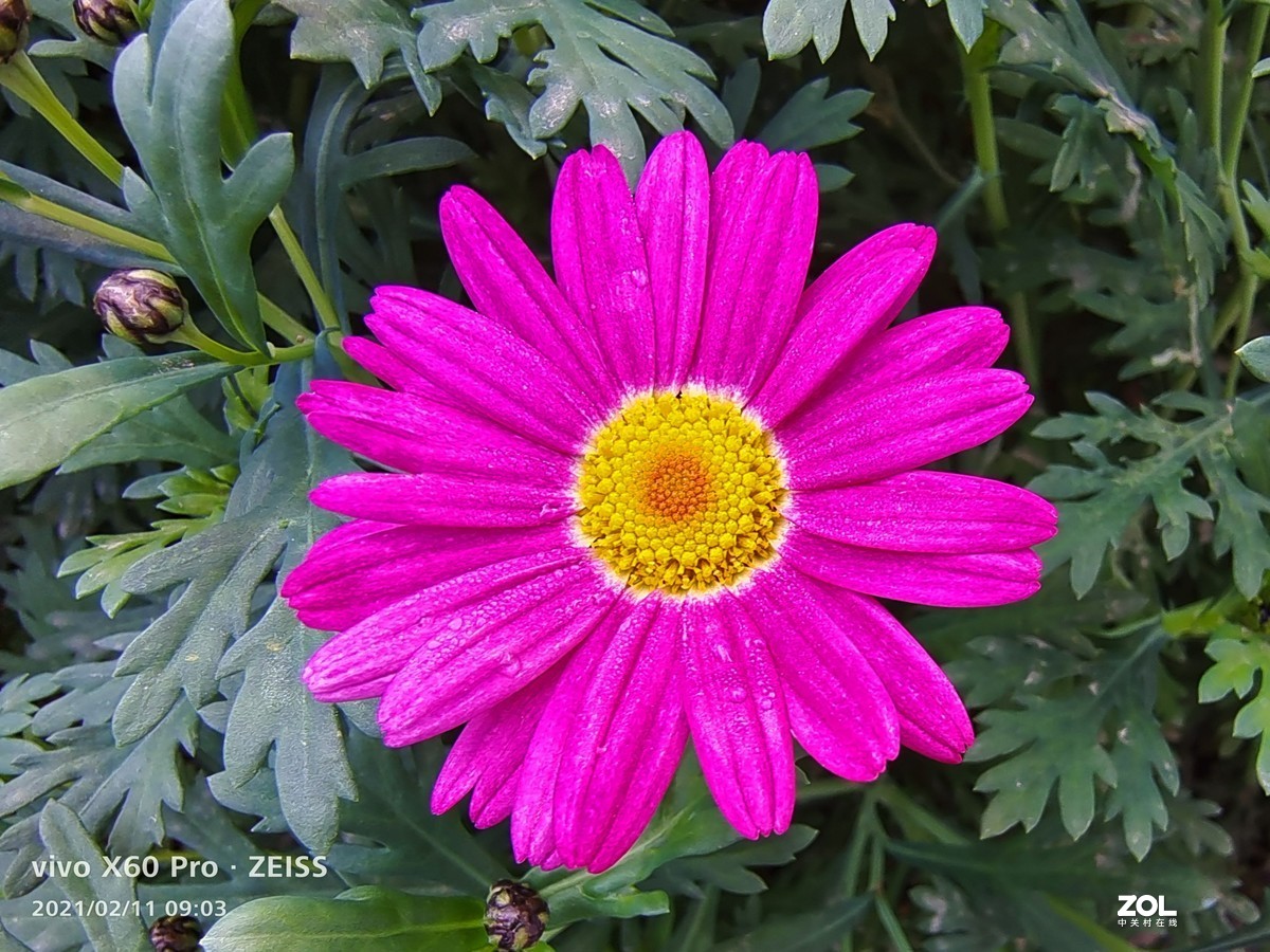 2021年摄影花卉一19