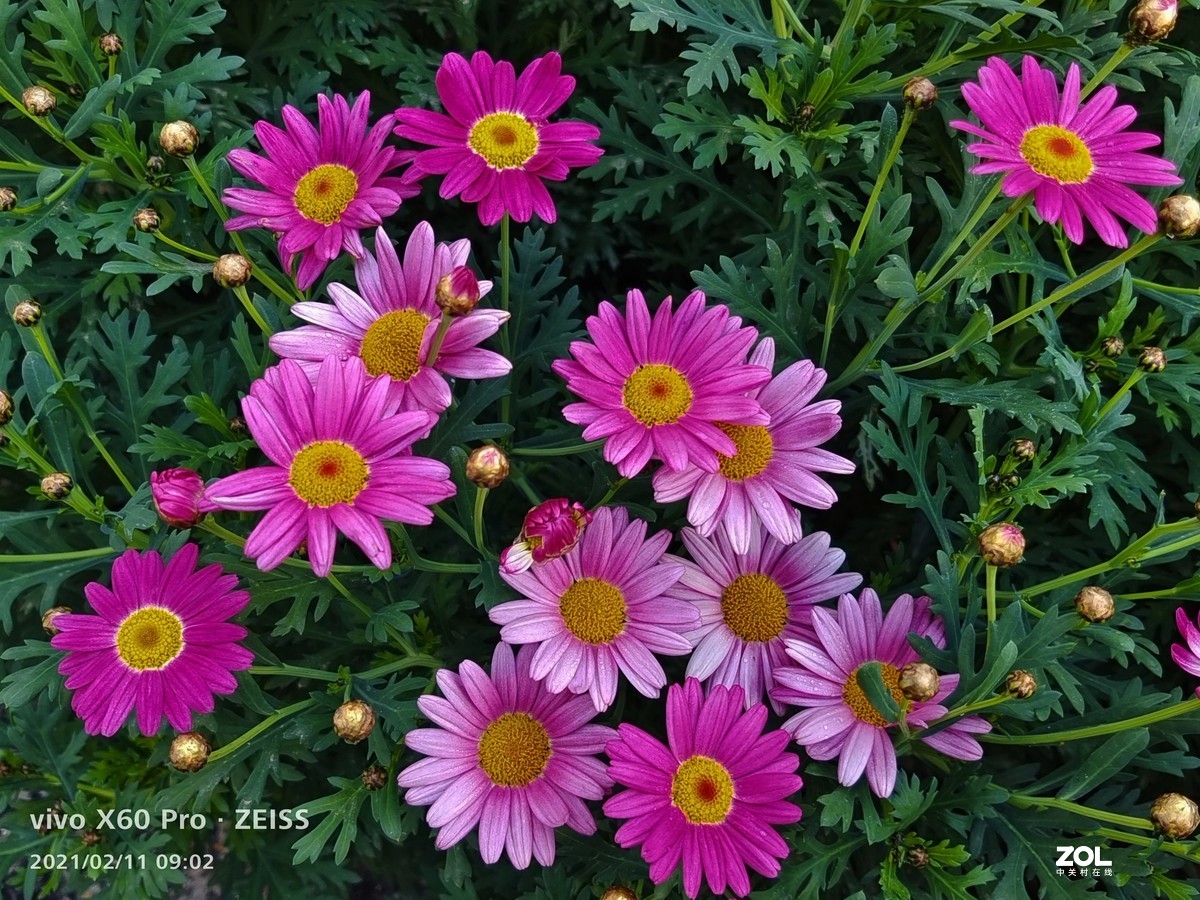 2021年摄影花卉一19