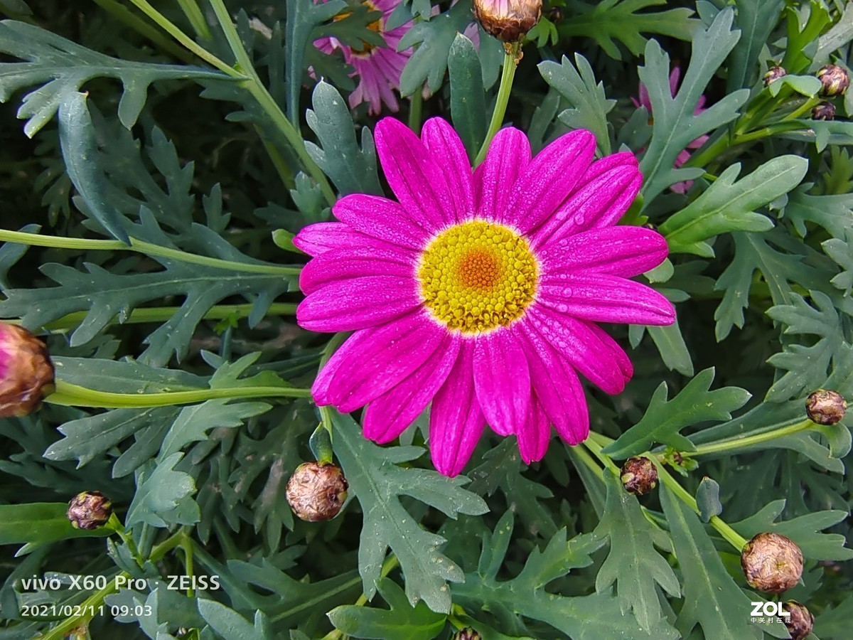 2021年摄影花卉一19