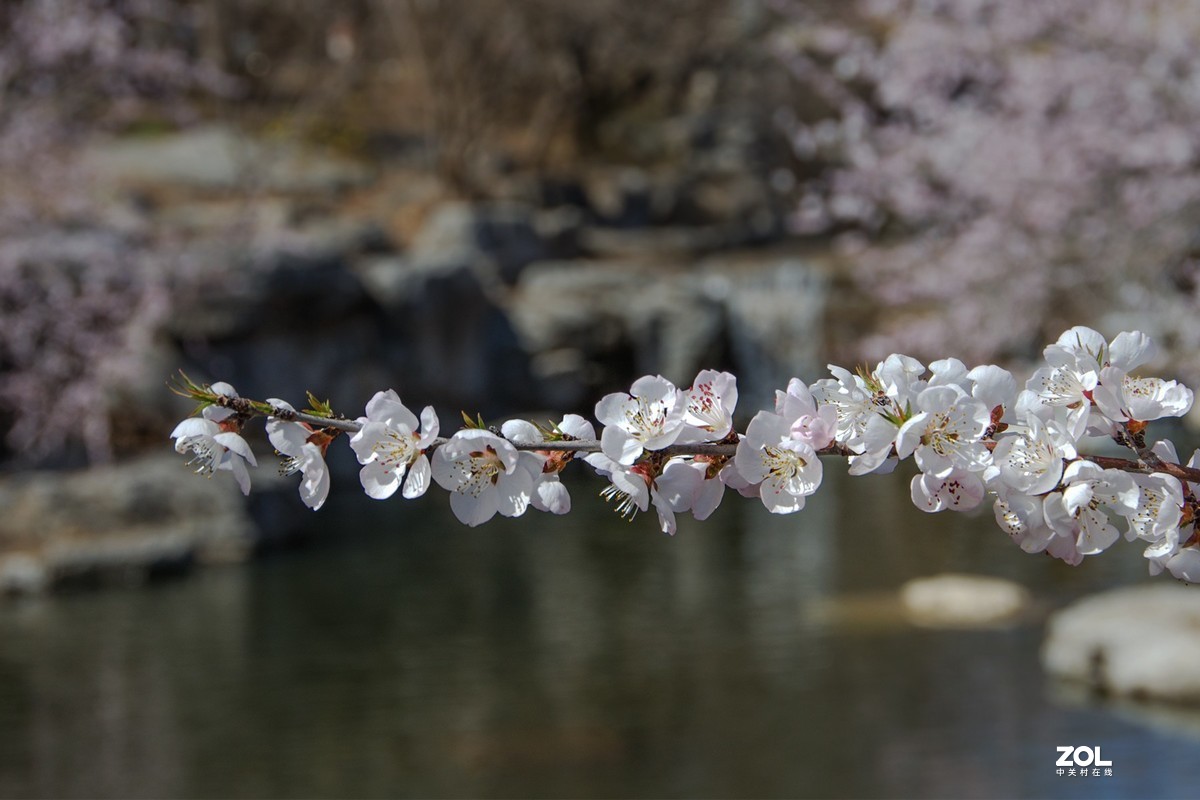 桃花溪边找寻春的信息