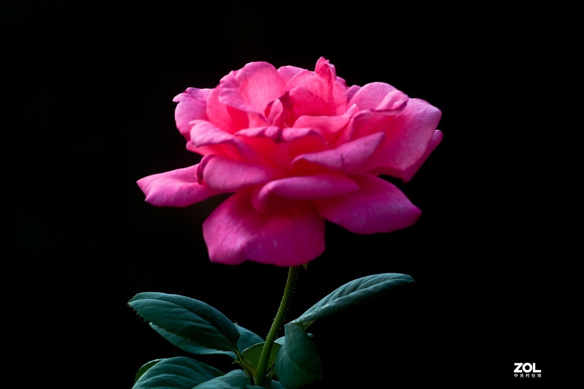 花卉随拍（二）