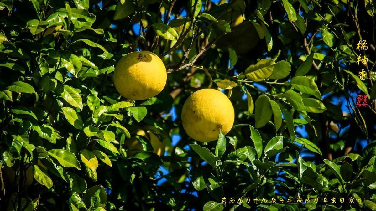 农历九月十九日宛陵湖畔恋秋深艳阳蓝天茏绿碧岛上高台橘柚香