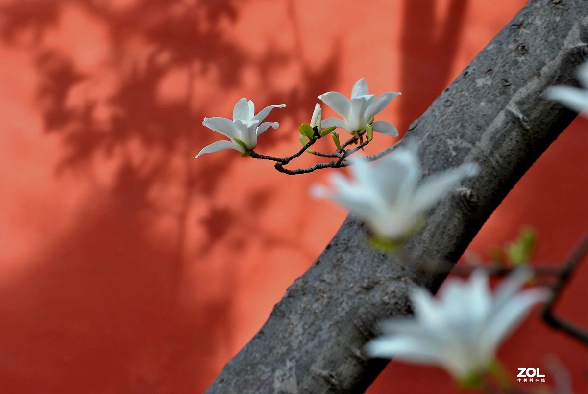 红墙玉兰