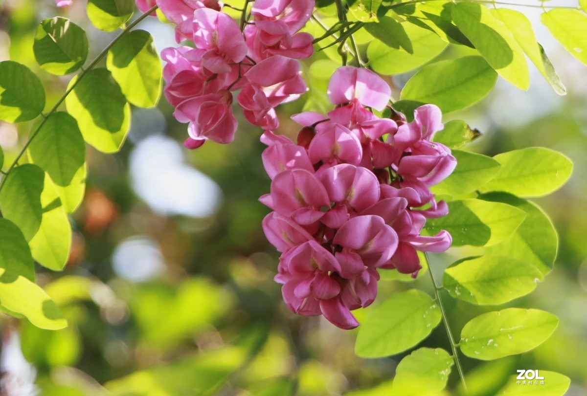 關東百花園233紫槐花