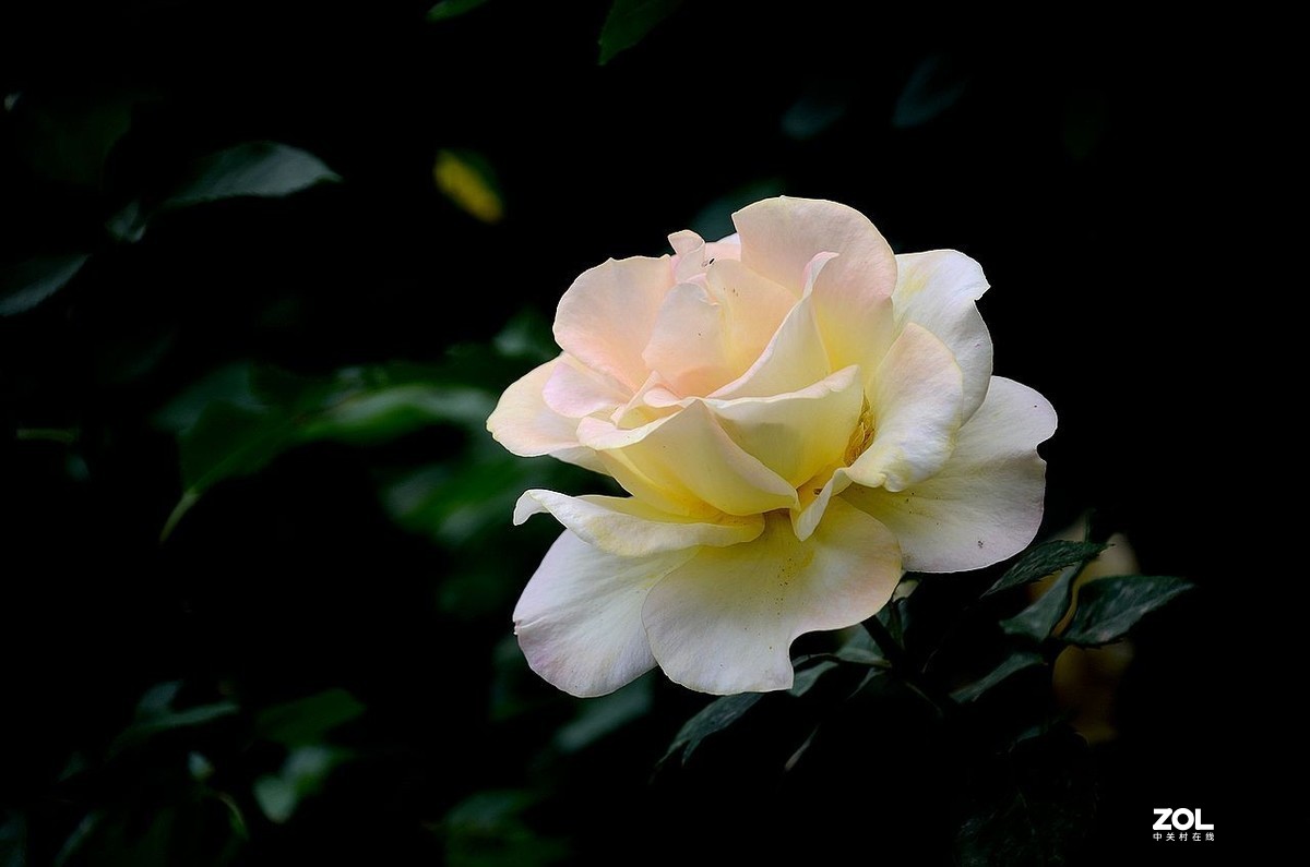 植 物 园-------月季花（2）