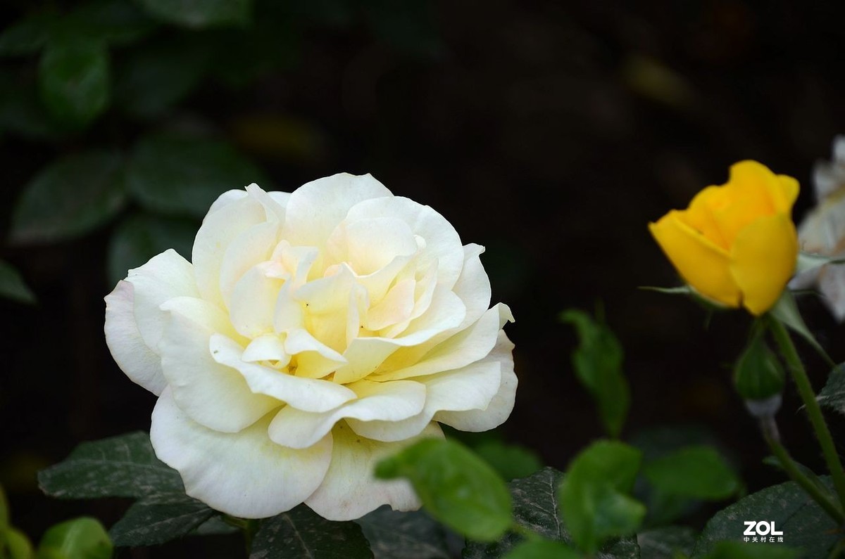 植 物 园-------月季花（2）