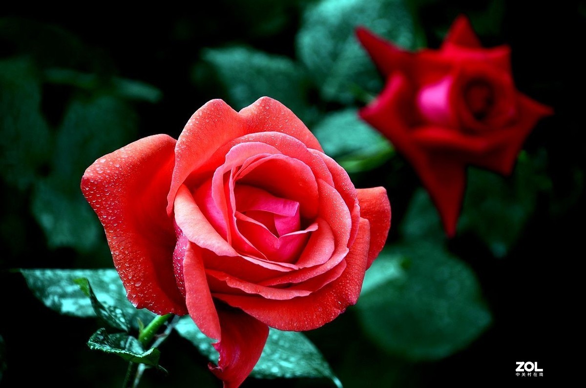 植 物 园-------月季花（2）