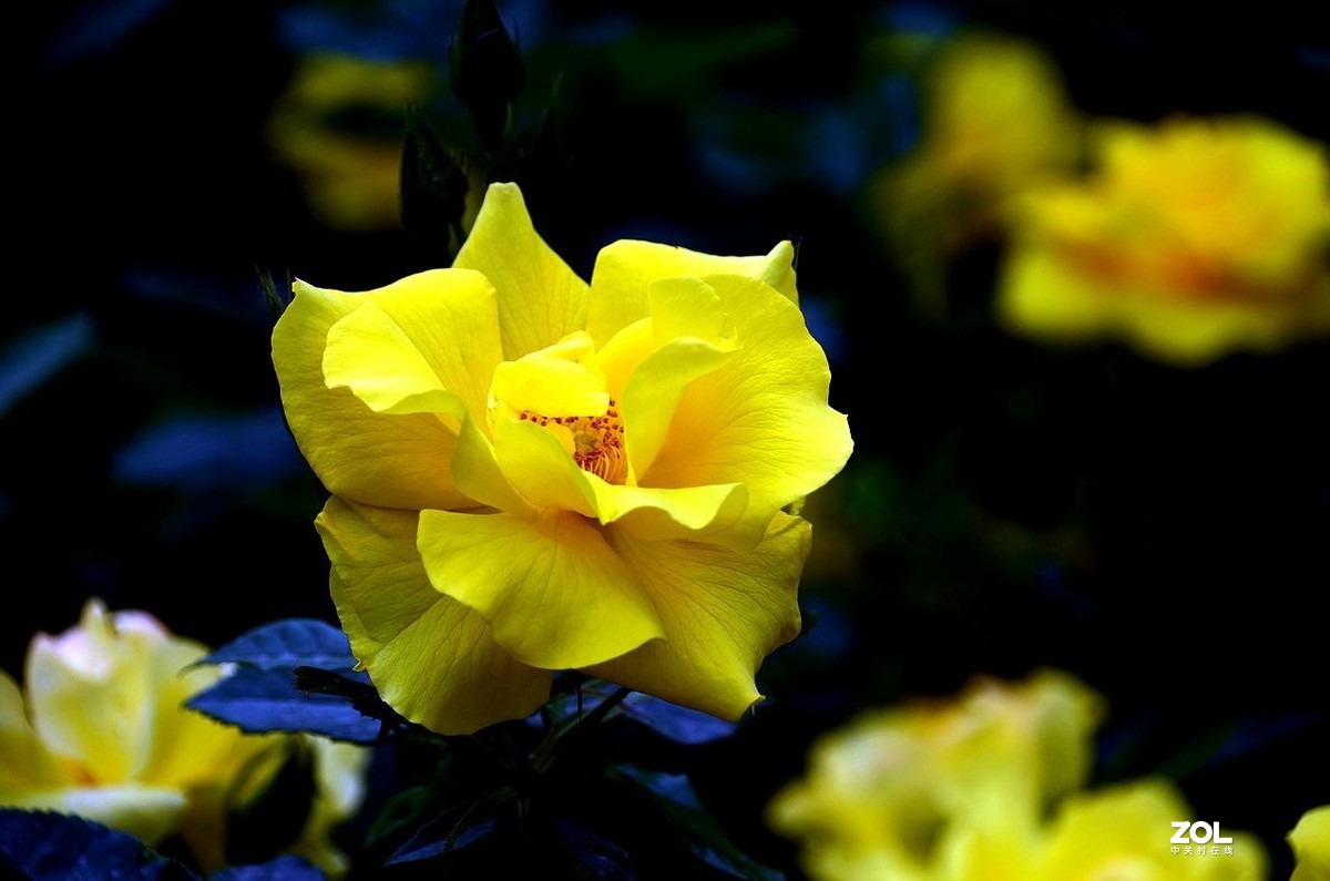 植 物 园-------月季花（2）