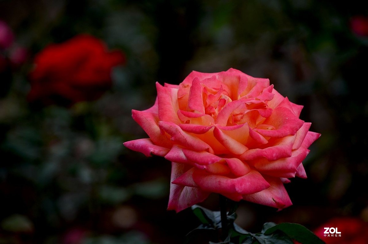 植 物 园-------月季花（2）