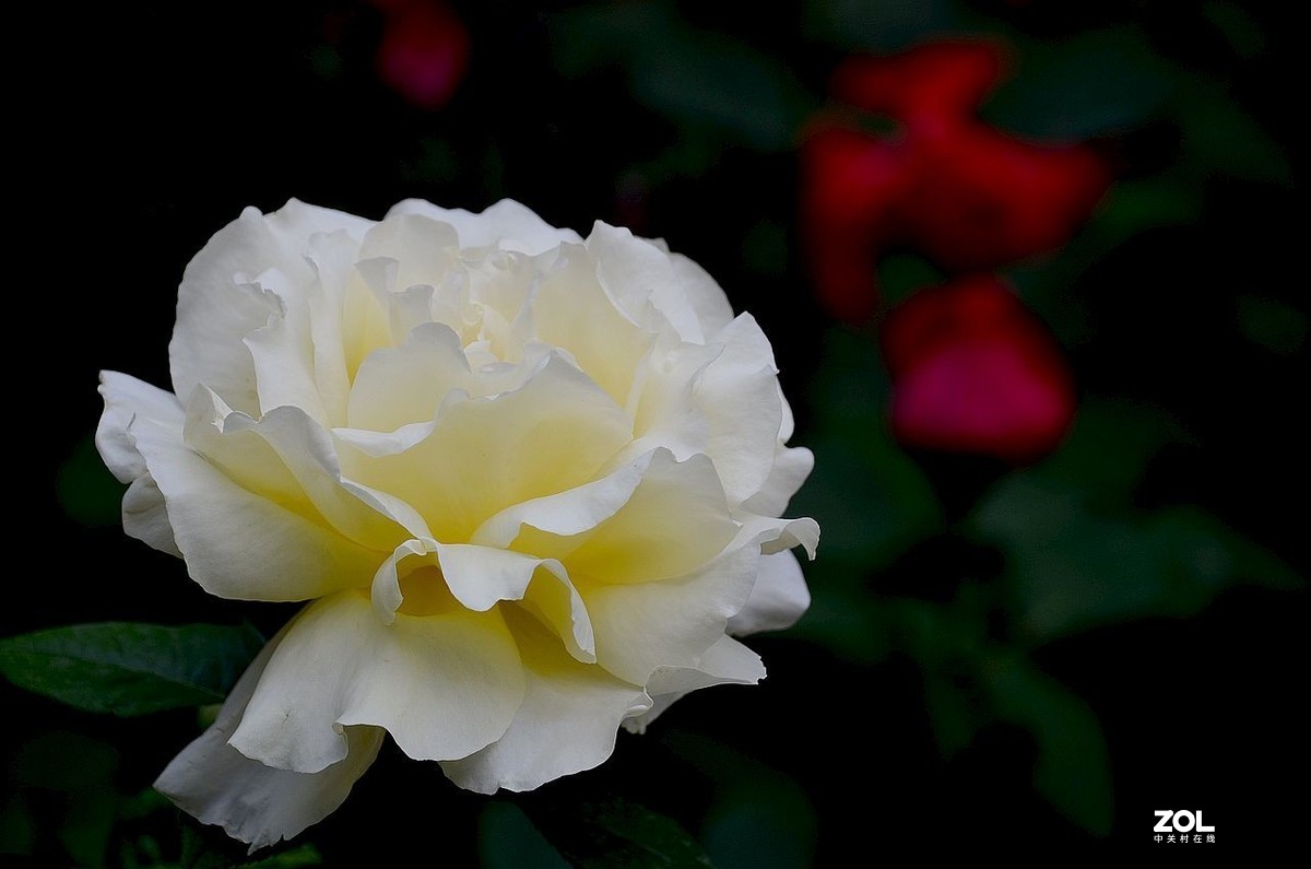 植 物 园-------月季花（2）