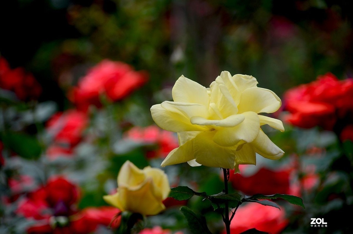 植 物 园-------月季花（2）