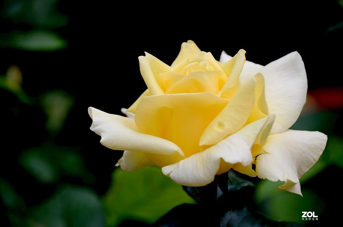 植 物 园-------月季花（2）