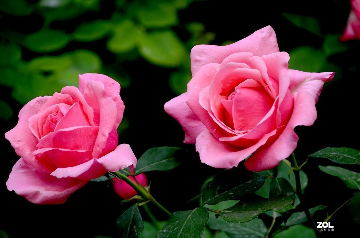 植 物 园-------月季花（2）