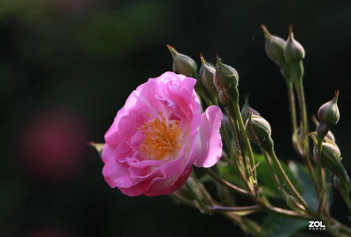 关东百花园236粉色蔷薇花