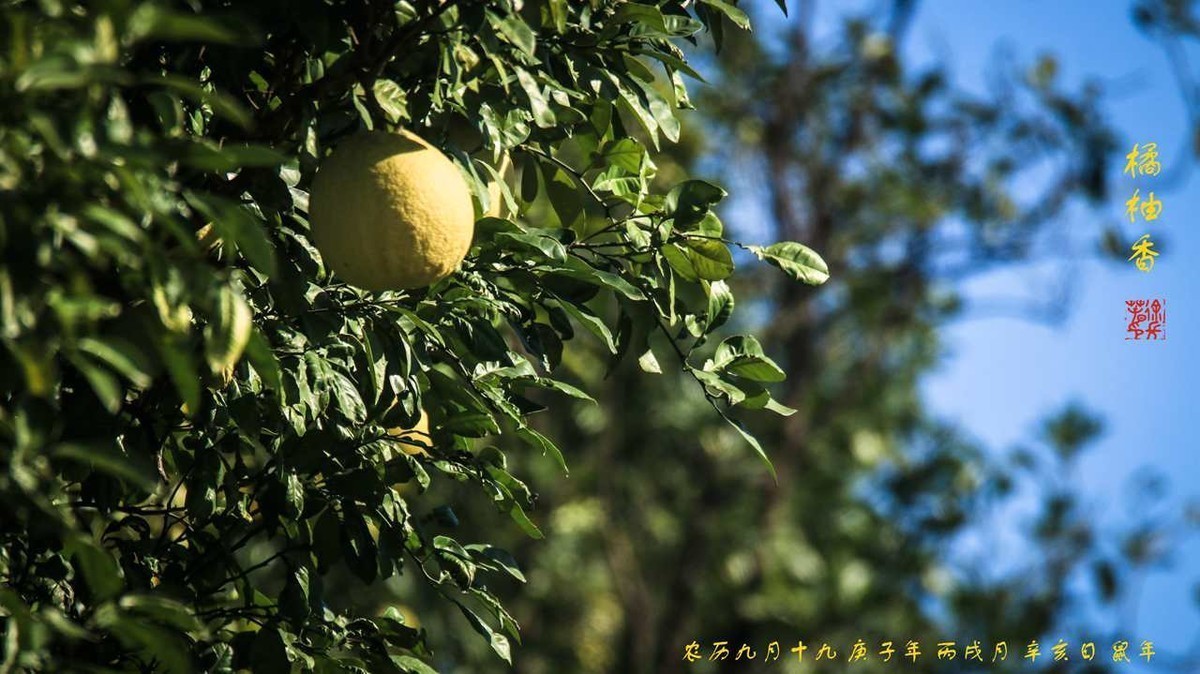 农历九月十九日，宛陵湖畔恋秋深；艳阳蓝天茏绿碧，岛上高台橘柚香。