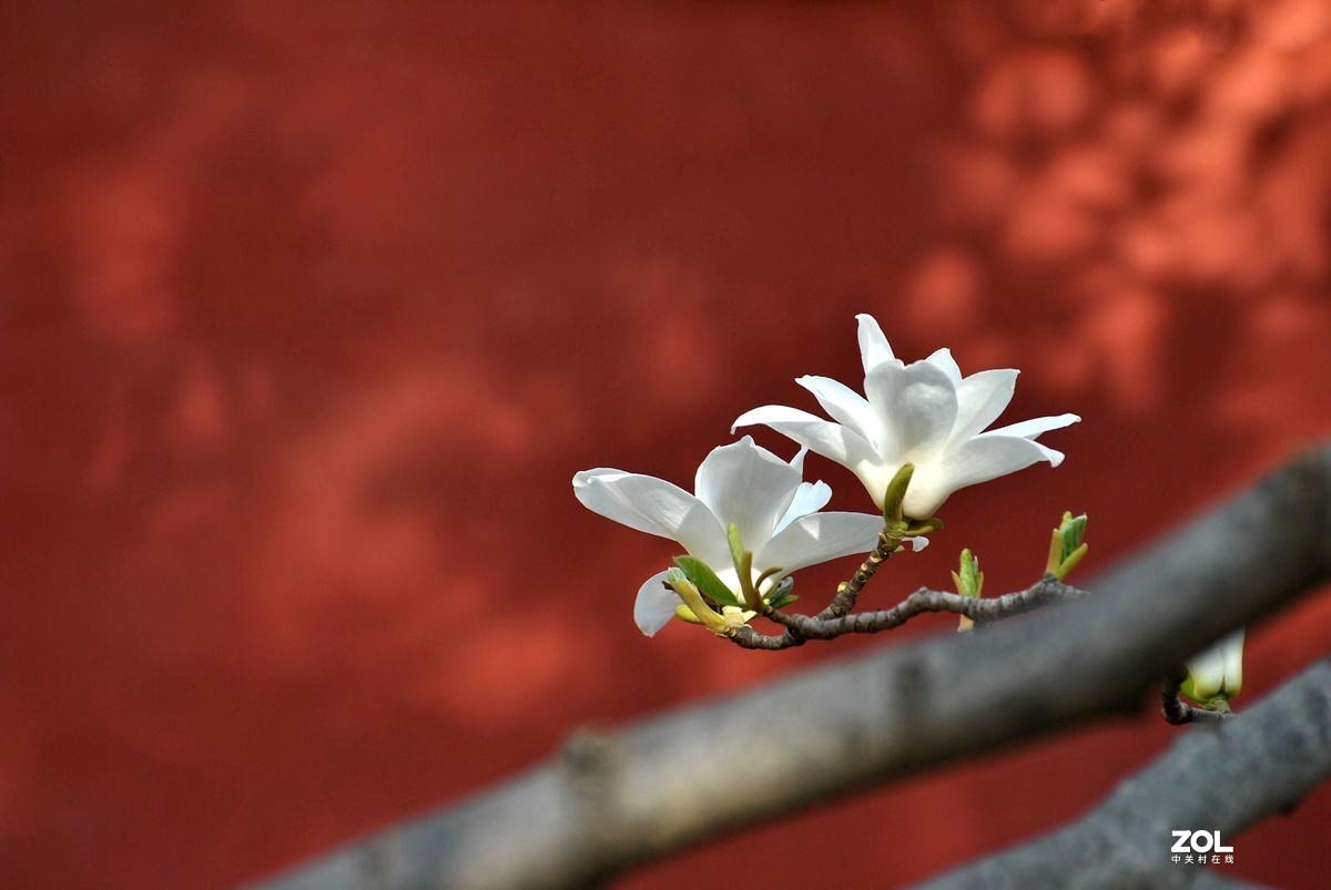 红墙玉兰