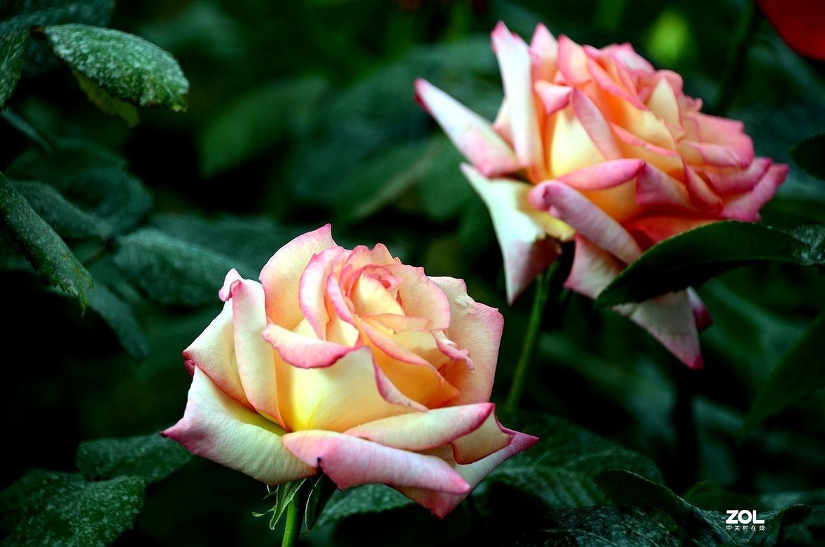 植 物 园-------月季花（2）