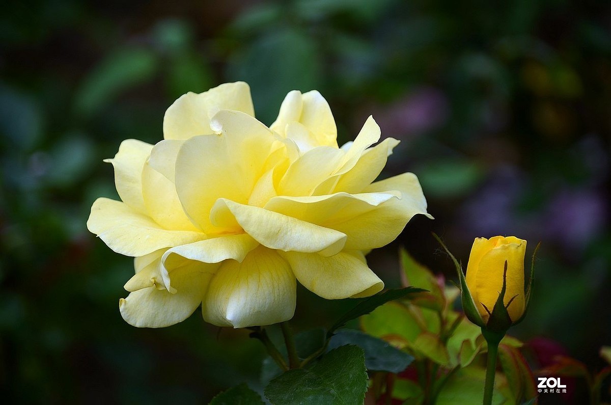 植 物 园-------月季花（2）