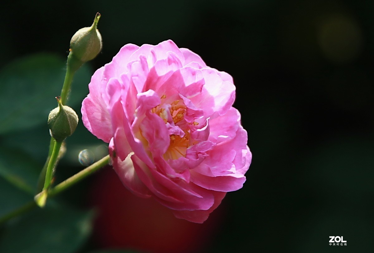 關東百花園236粉色薔薇花