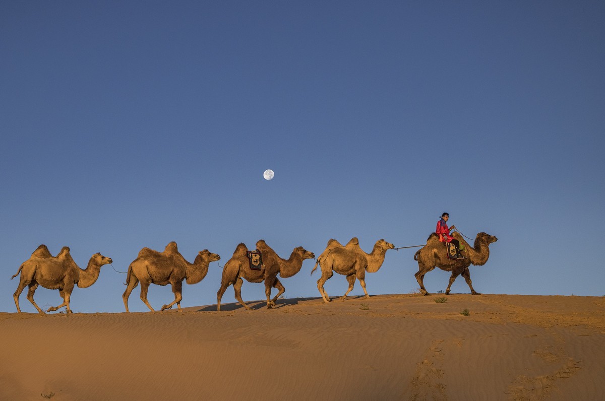 骆驼冲沙，人像作业,拍摄于奈曼，坝上，请欣赏。