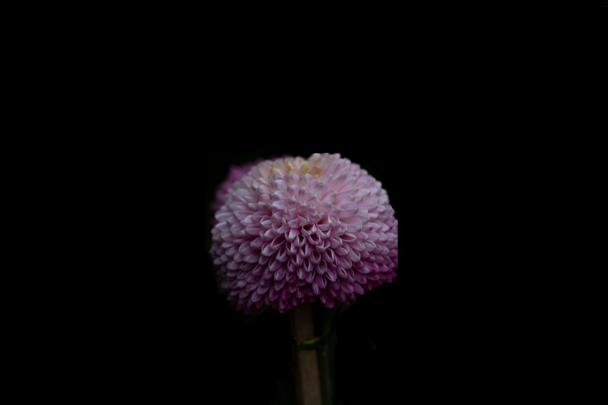 岳麓山拍菊花4