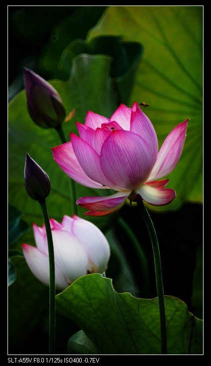 索尼a55+美能达500折返镜荷花