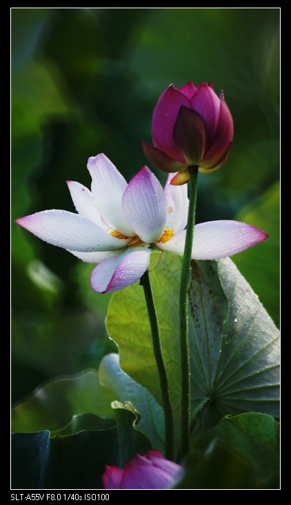 索尼a55+美能达500折返镜荷花